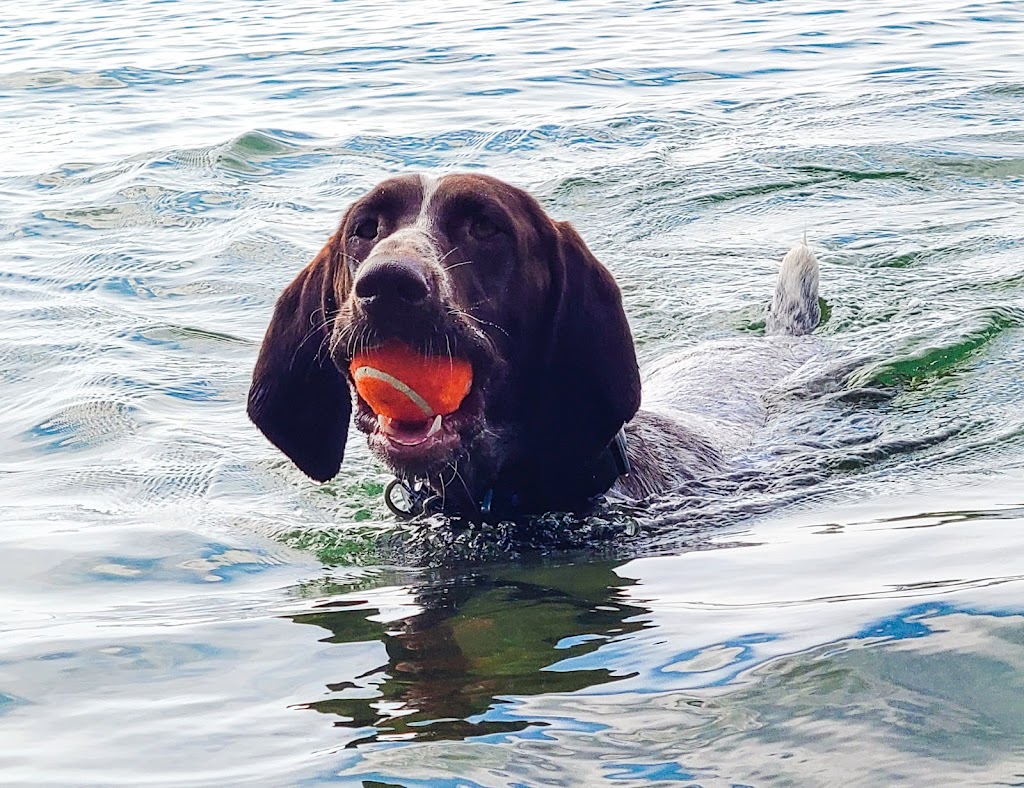 SevenStars German Shorthaired Pointers | 9675 Hwy 33 Suite 201, Bath, ON K0H 1G0, Canada | Phone: (343) 477-0143