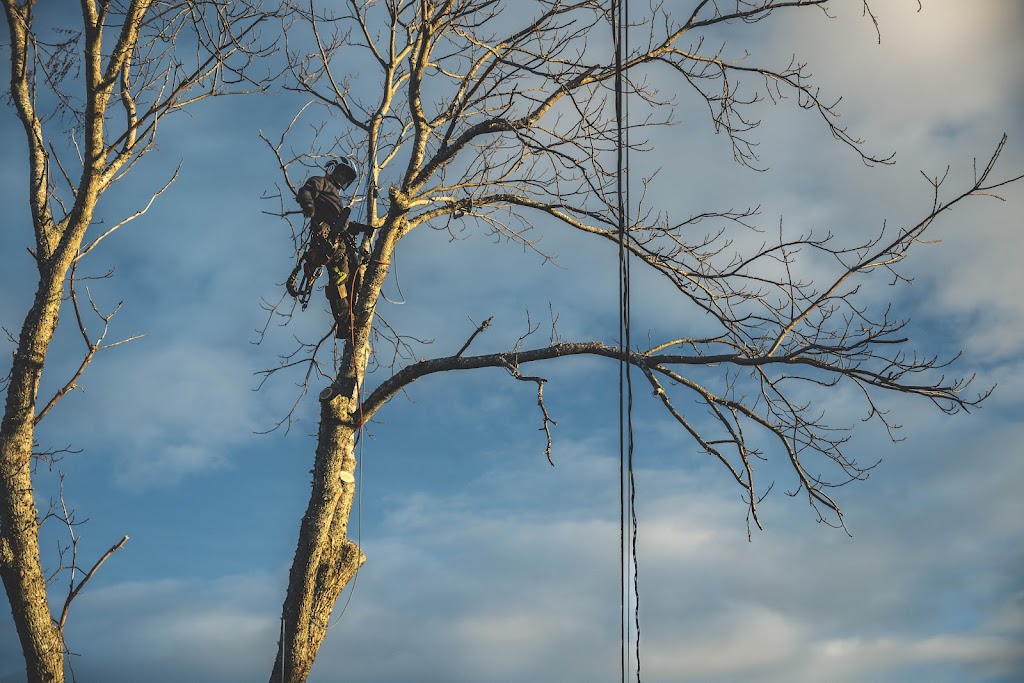 White Wolf Tree Service | 90 Wakefield Ct, Middle Sackville, NS B4E 0H1, Canada | Phone: (902) 414-6429