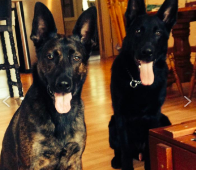 The Polite Pooch | Jonathan St, Uxbridge, ON L9P 1B5, Canada | Phone: (647) 268-3887