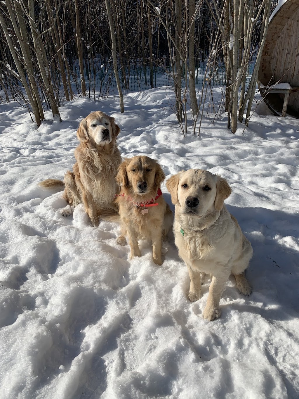 TailWaggersK9Sport Inc | 573 Lubitz Rd, Pembroke, ON K8A 6W6, Canada | Phone: (613) 401-5707