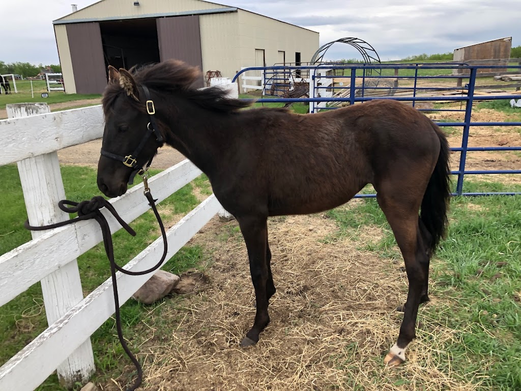 Gaitway Ranch | AB-595, Red Deer, AB T4E 3T2, Canada | Phone: (403) 588-4330