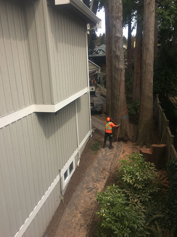 S A S Logging & Tree Service | 51633 Yale Rd, Rosedale, BC V0X 1X1, Canada | Phone: (778) 860-3078