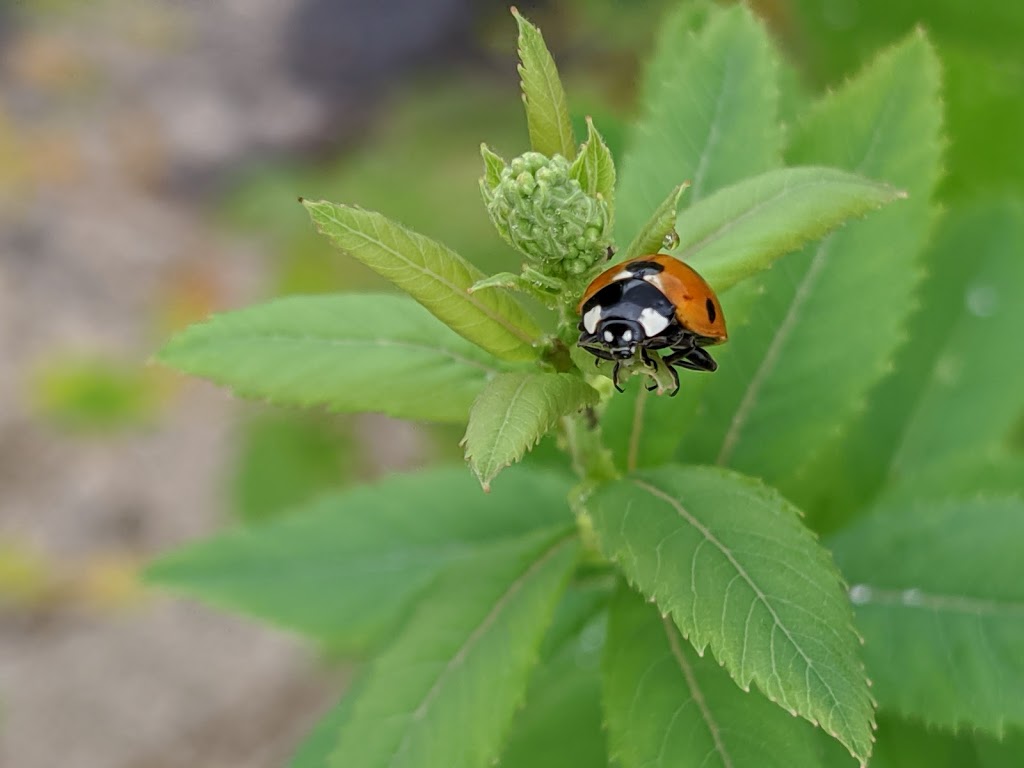 Lacewing Plants and Seedlings (at Fiddlehead Nursery) | 235599, Grey County Rd 13, Kimberley, ON N0C 1G0, Canada | Phone: (647) 465-7829