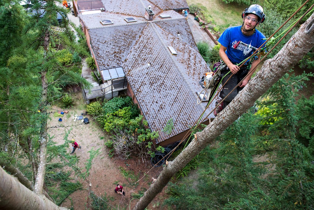 Peak Trees | 6566 Pinehurst Dr, Vancouver, BC V5X 4P1, Canada | Phone: (778) 318-9442
