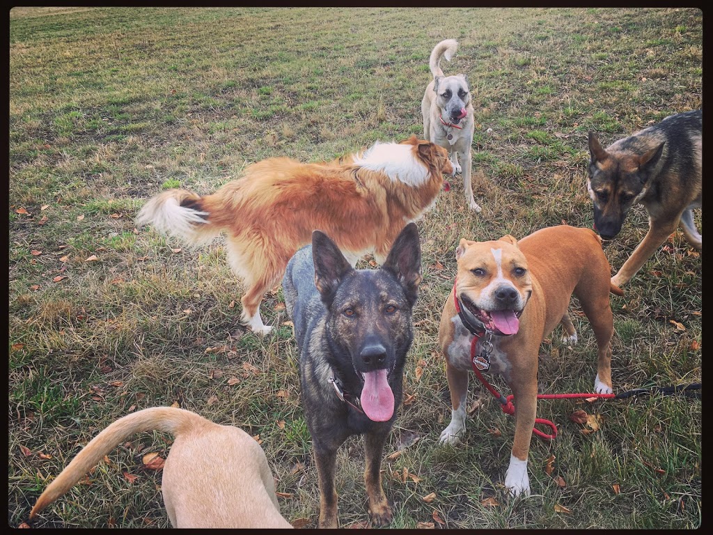 Karing Holmes Dog Boarding & Training | 36474 Range Rd 25, Red Deer County, AB T4G 0K7, Canada | Phone: (403) 352-6327