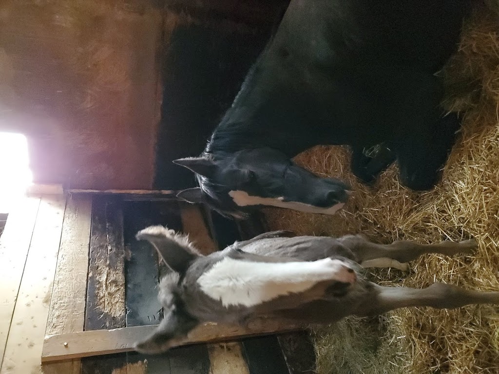 Wade Stable | 221 Algonquin Rd, Little Britain, ON K0M 2C0, Canada | Phone: (705) 328-5433