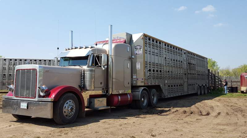 All In Express Ltd | 813 High St W, Moose Jaw, SK S6H 6L7, Canada | Phone: (306) 313-0055