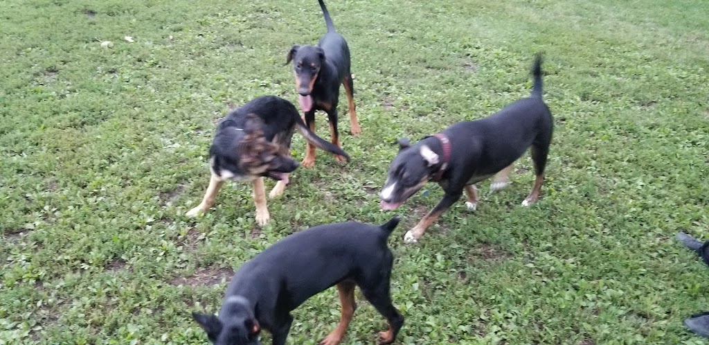 Parc à chiens du parc des Royaux | 2185 Rue Larivière, Montréal, QC H2K 1P5, Canada | Phone: (514) 578-5665