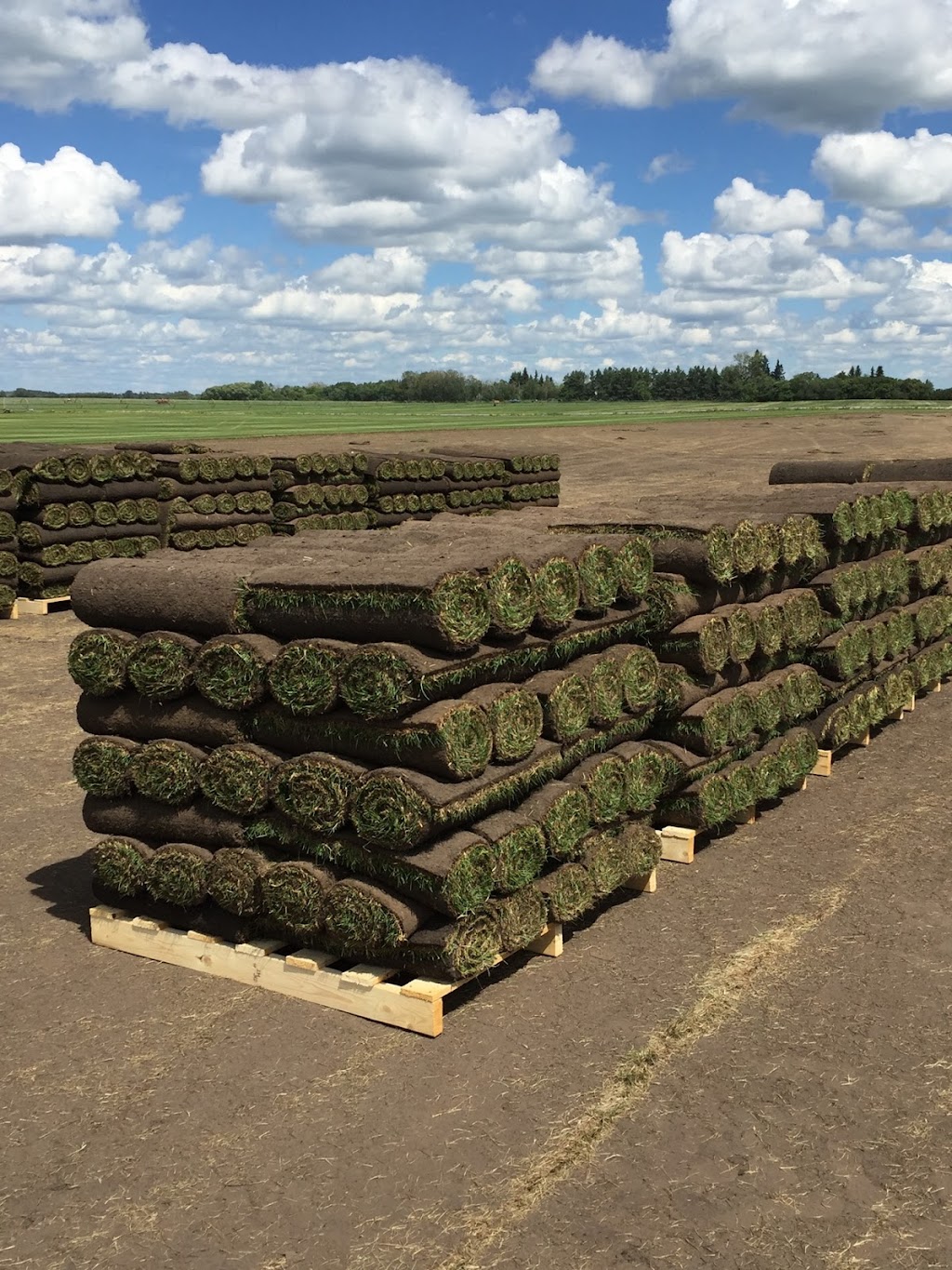 Shellview Sod Farms Ltd | Box 94, Shellbrook, SK S0J 2E0, Canada | Phone: (866) 399-3935