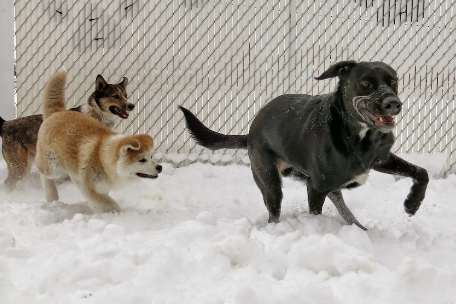 Back in the Pack Dog Daycare | 3131 68 St NW, Calgary, AB T3B 2J4, Canada | Phone: (403) 453-0913