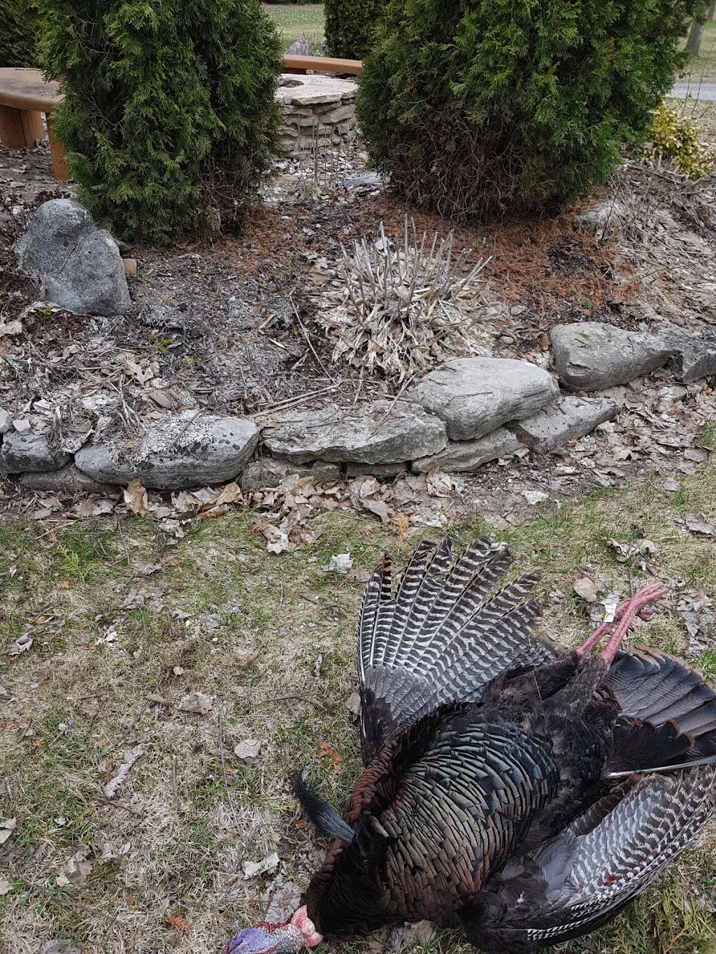 Rons Taxidermy | 890 Woodville Rd, Woodville, ON K0M 2T0, Canada | Phone: (705) 439-2196