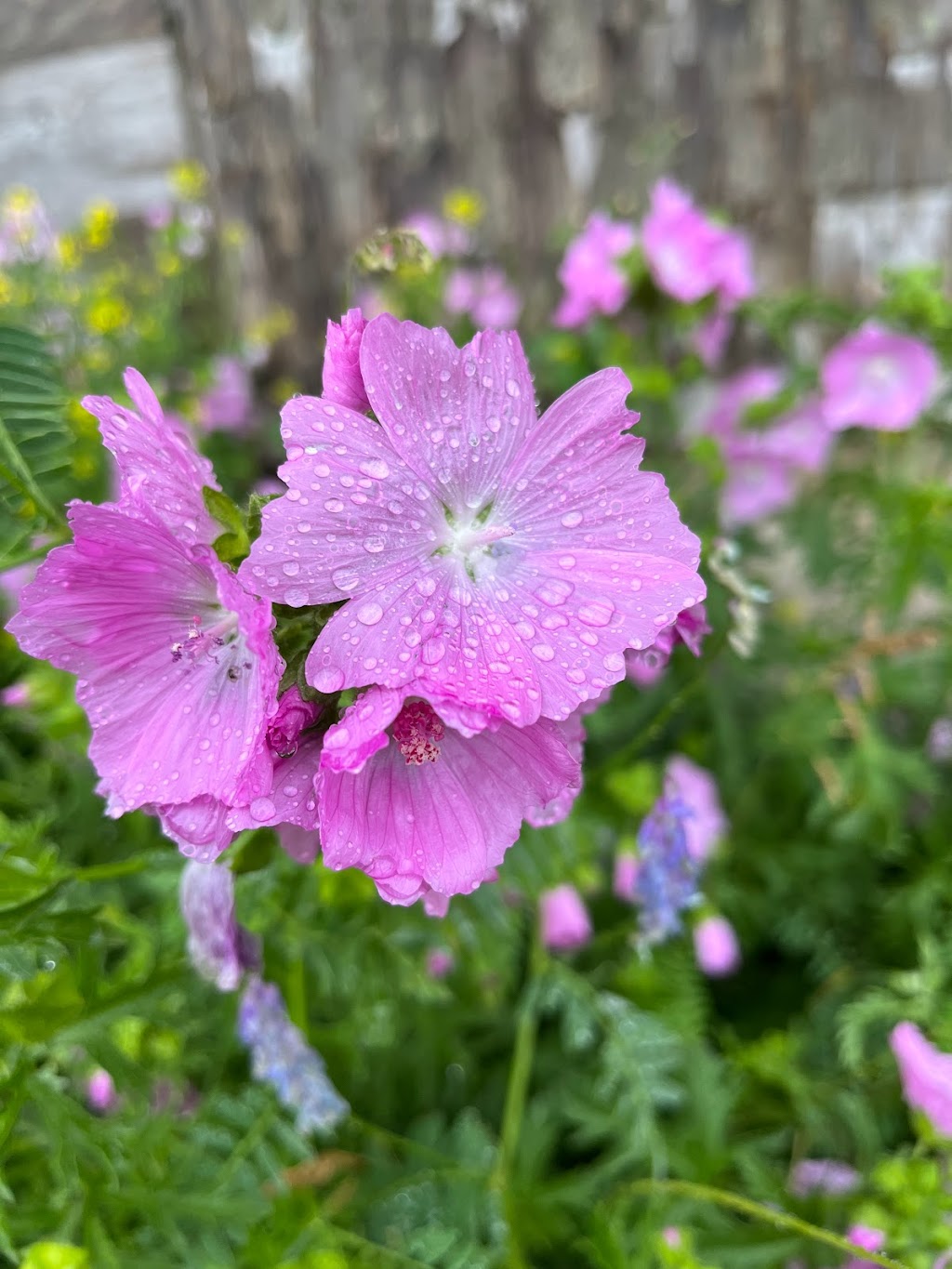 Beaver Creek Natural Farm | 6186 Truro Rd, Tatamagouche, NS B0K 1V0, Canada | Phone: (902) 403-5034