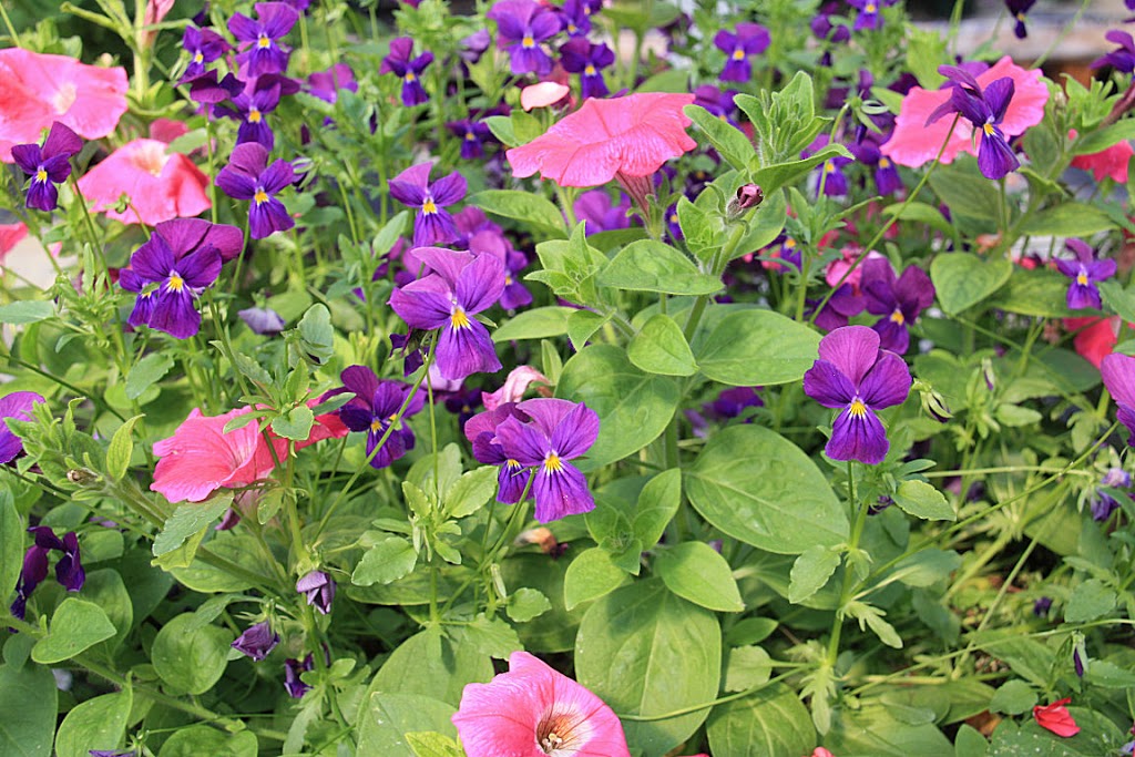 U & K Greenhouses Ltd | 5 Miles North of Indian Head on Highway 56 Call for Hours of Operation, Indian Head, SK S0G 2K0, Canada | Phone: (306) 695-2056