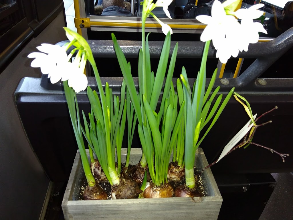 Floralora Flowers | 438 County Rd 24, Milford, ON K0K 2P0, Canada | Phone: (613) 885-2647