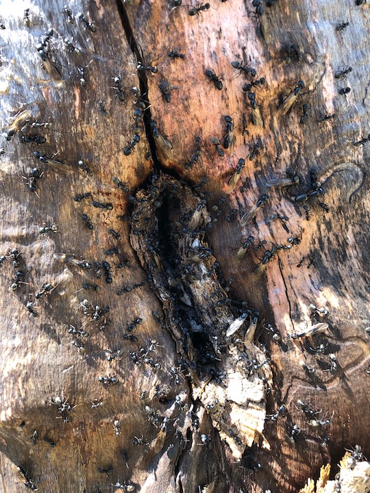 Extermination Complete Bugs Longueuil | 206 Rue Maple, Greenfield Park, QC J4V 2S1, Canada | Phone: (450) 651-1777