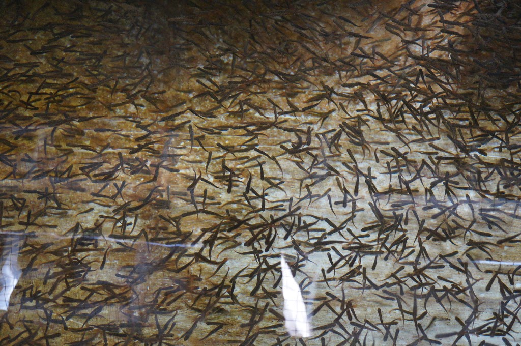 Tynehead Hatchery | 16585 96 Ave, Surrey, BC V4N 2E2, Canada | Phone: (604) 589-9127