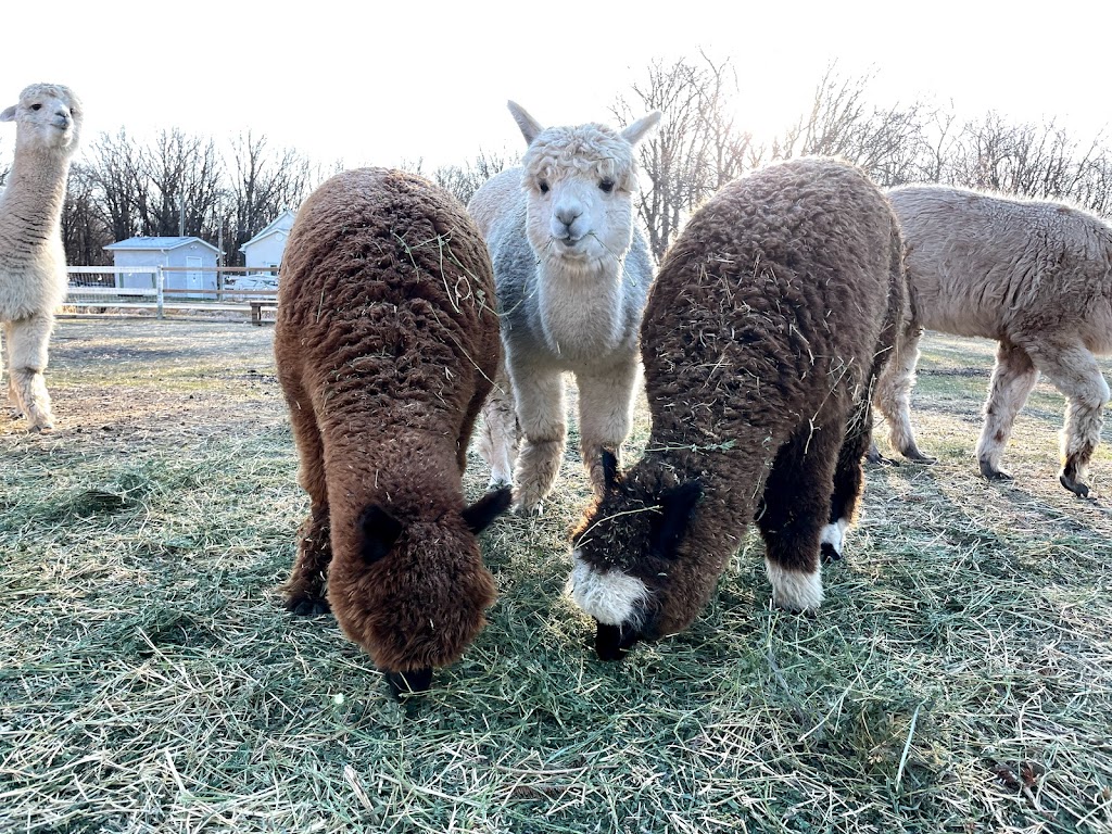 Pudgy Farm | 1080 Road 76.5 NW Rd, Warren, MB R0C 3E0, Canada | Phone: (204) 880-1058