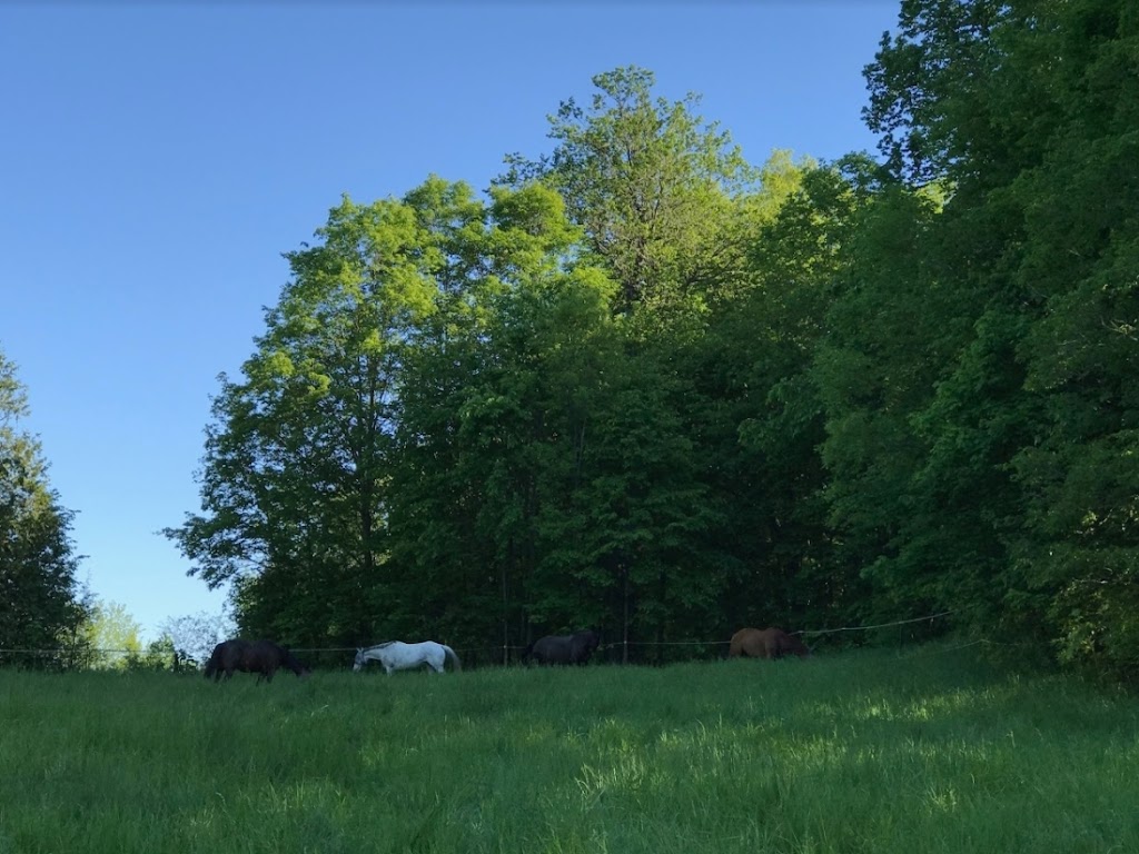 Jamesview Farm | 1823 Read Rd, Shannonville, ON K0K 3A0, Canada | Phone: (705) 957-7607