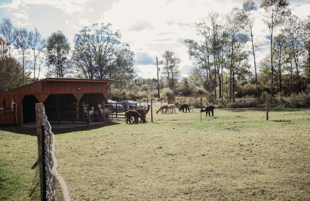 Alpaca Ridge Farms | 152 Smith Rd, Stirling, ON K0K 3E0, Canada | Phone: (705) 928-6773