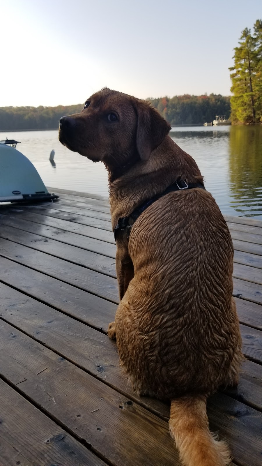 Breukhaven Labradors | Jarvis, ON N0A 1J0, Canada | Phone: (519) 909-8365