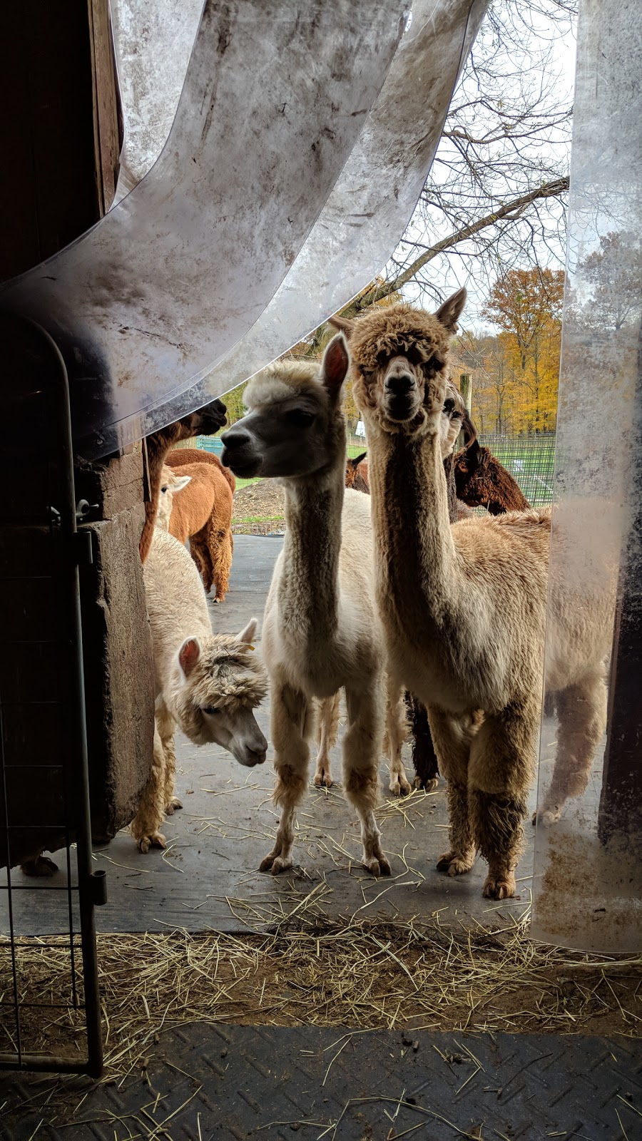 Thistle Creek Alpaca Farm | 1091 Ostrander Rd, East Aurora, NY 14052, USA | Phone: (716) 725-8238