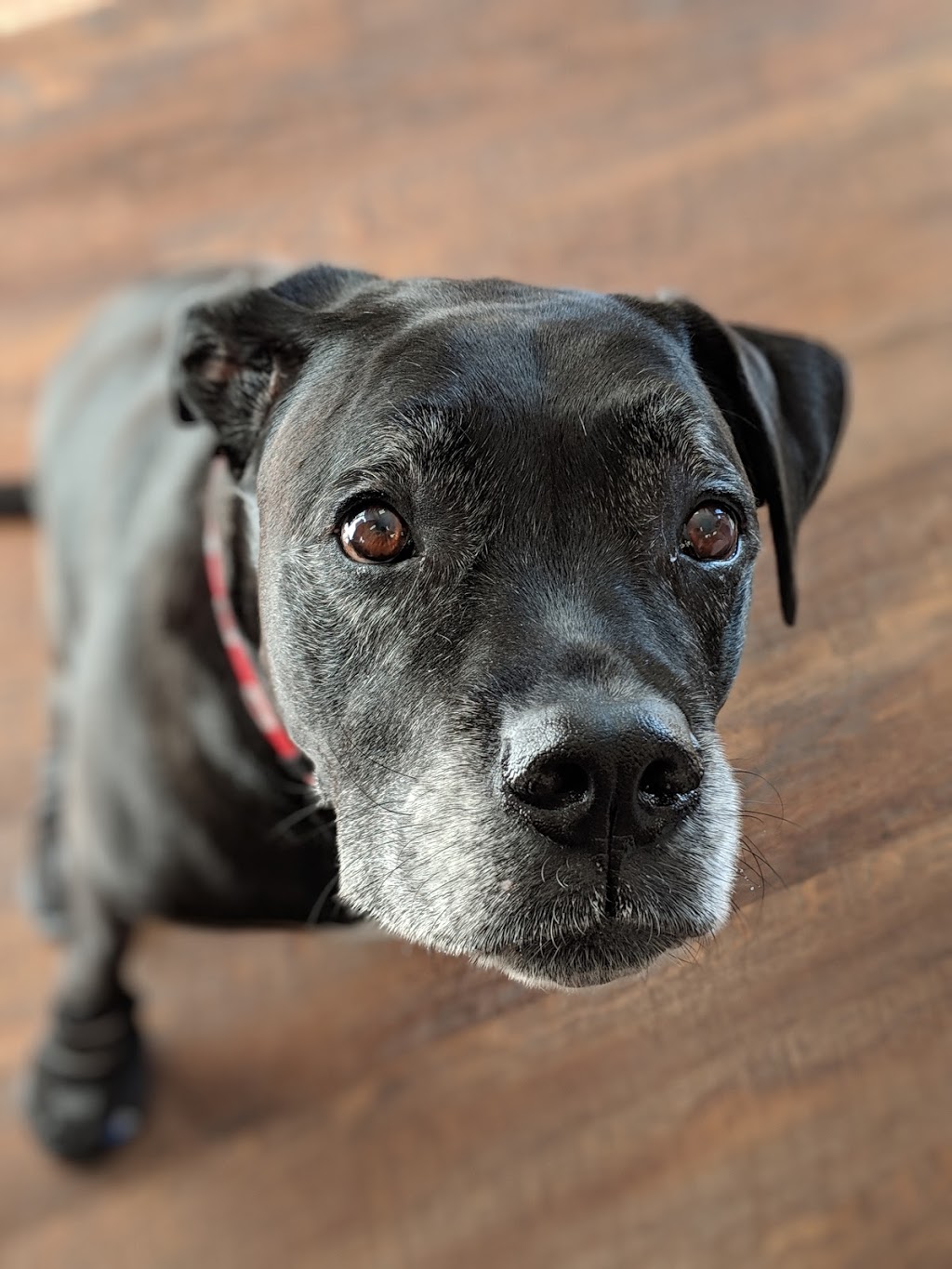 Coquitlam Animal Hospital | 1001 Austin Ave #105, Coquitlam, BC V3K 3N9, Canada | Phone: (604) 931-3565