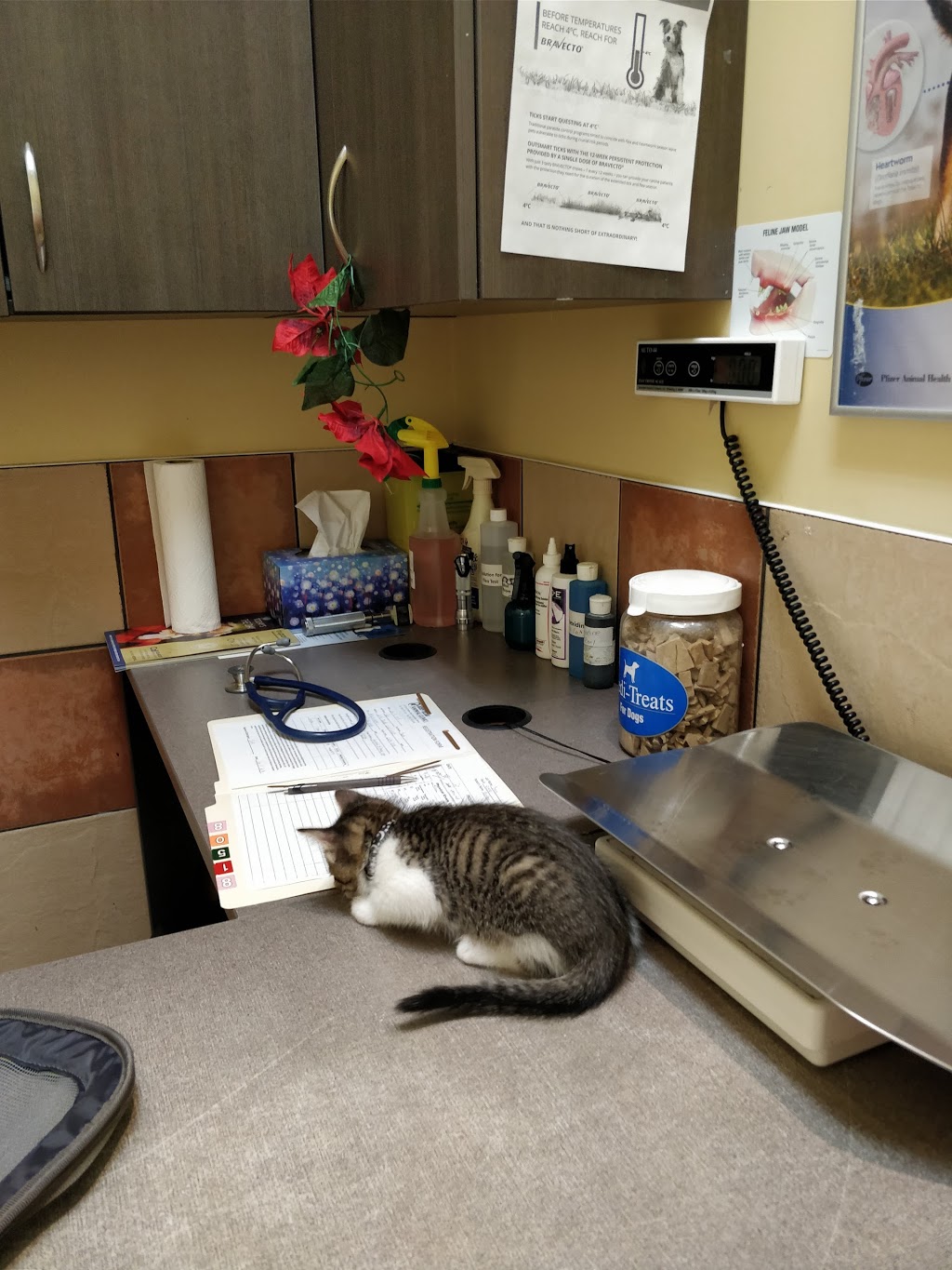 Derry Village Animal Clinic | 7070 St Barbara Blvd #32, Mississauga, ON L5W 0E6, Canada | Phone: (905) 670-1414