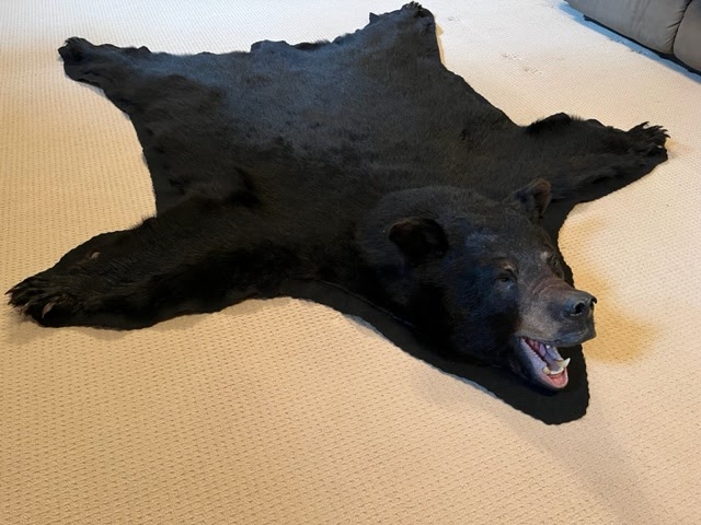 Bears Taxidermy | 106 Louise St, Belmont, ON N0L 1B0, Canada | Phone: (519) 644-2815
