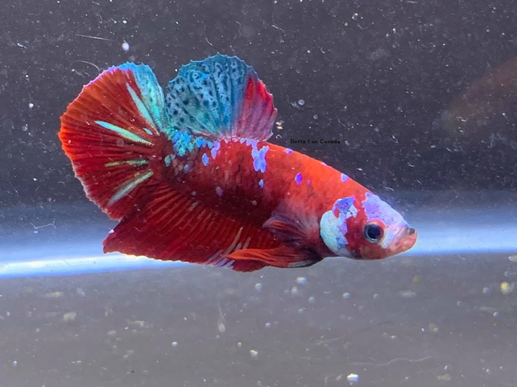 Betta Lux Canada | 536 Third St Unit 12, London, ON N5V 4R5, Canada | Phone: (226) 700-0224