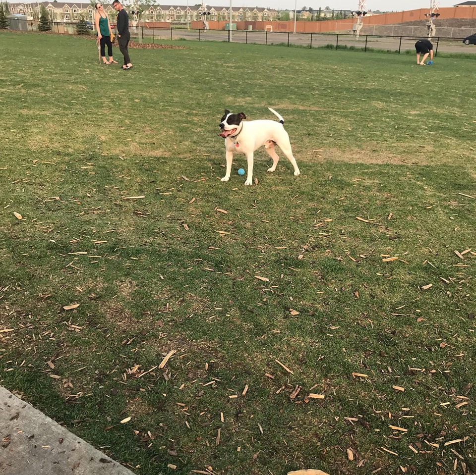 Manning Village off-leash Dog Park | Ebbers Boulevard & 144 Avenue, Edmonton, AB T5Y 3B2, Canada