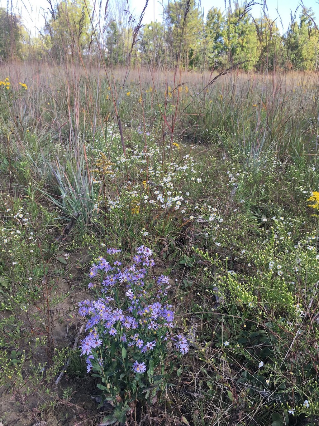 McMaster Conservation Corridor | Monarch Trail, Hamilton, ON L9H 5E3, Canada