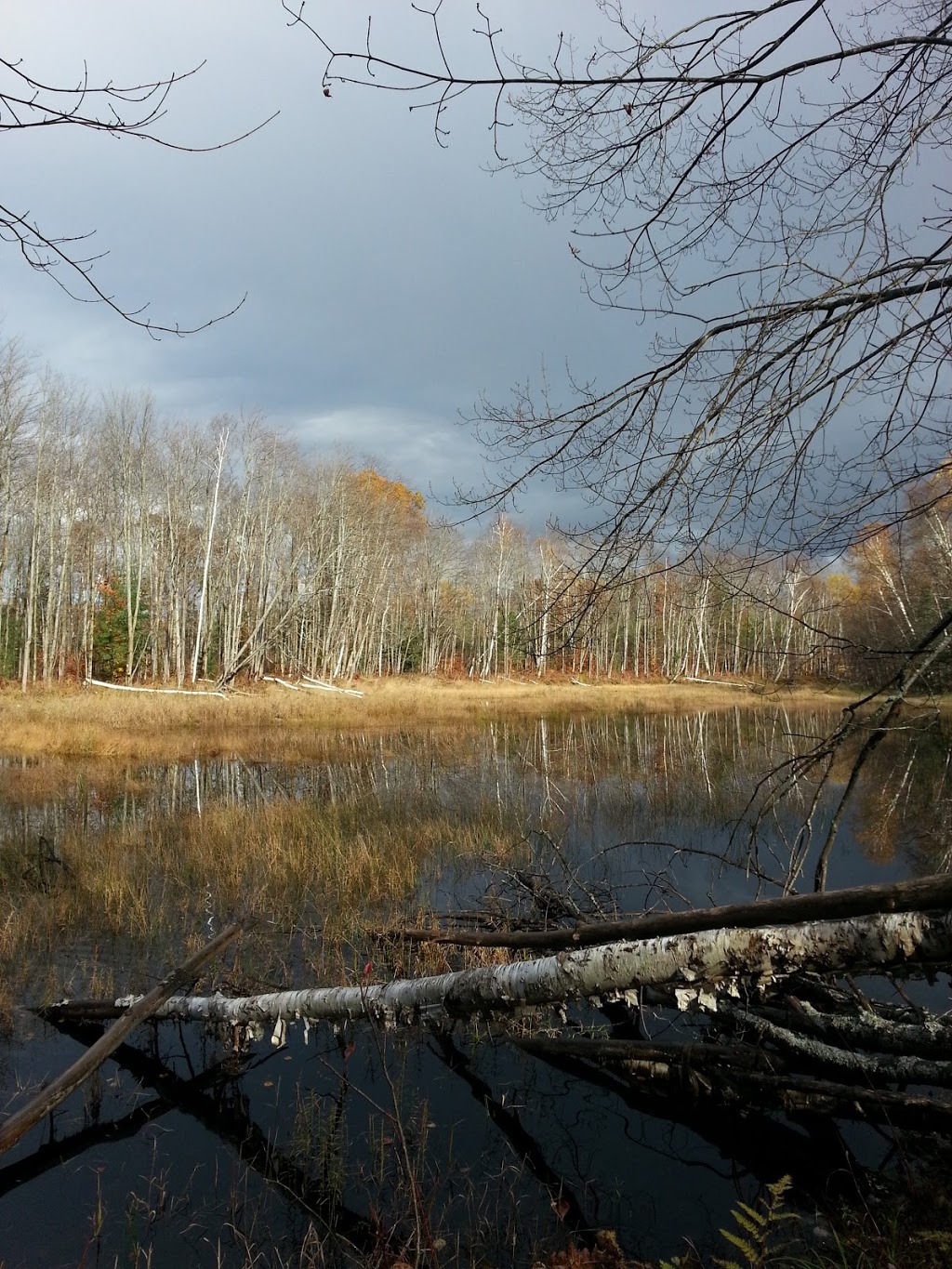 Thomas C. Agnew Nature Reserve | Fawcett Rd, Washago, ON L0K 2B0, Canada | Phone: (705) 326-1620