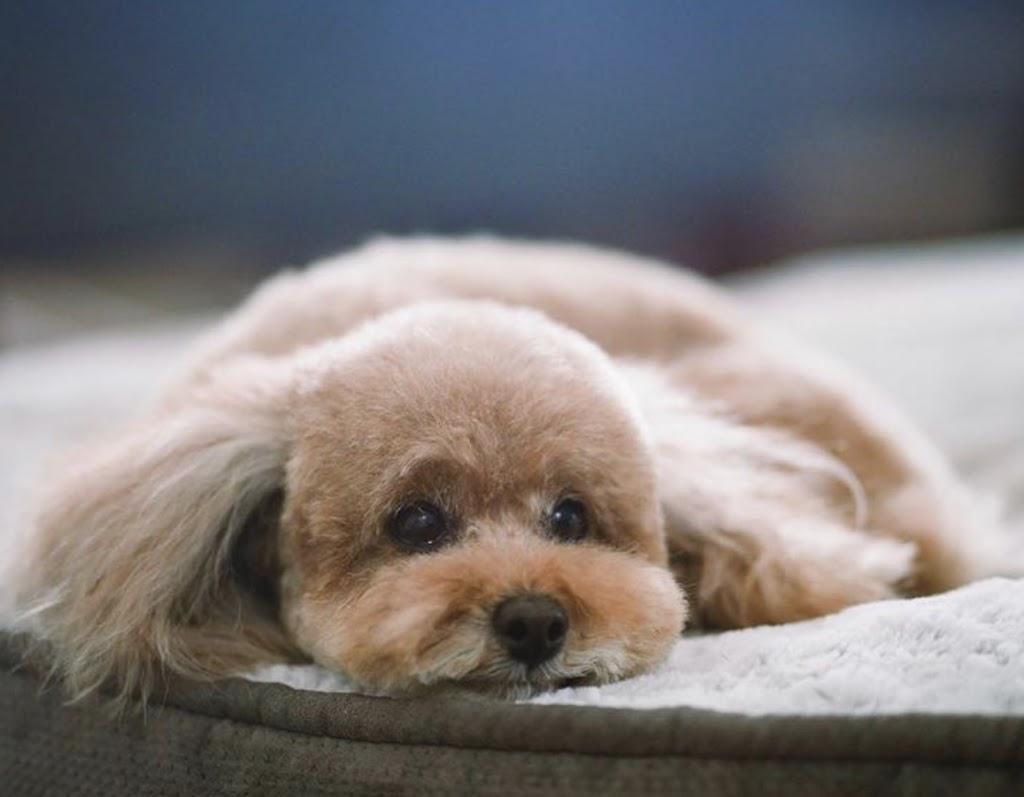 Diamond in the Ruff Dog Groomers | 314 Queenston Rd Unit B, Hamilton, ON L8K 1H5, Canada | Phone: (905) 544-7833