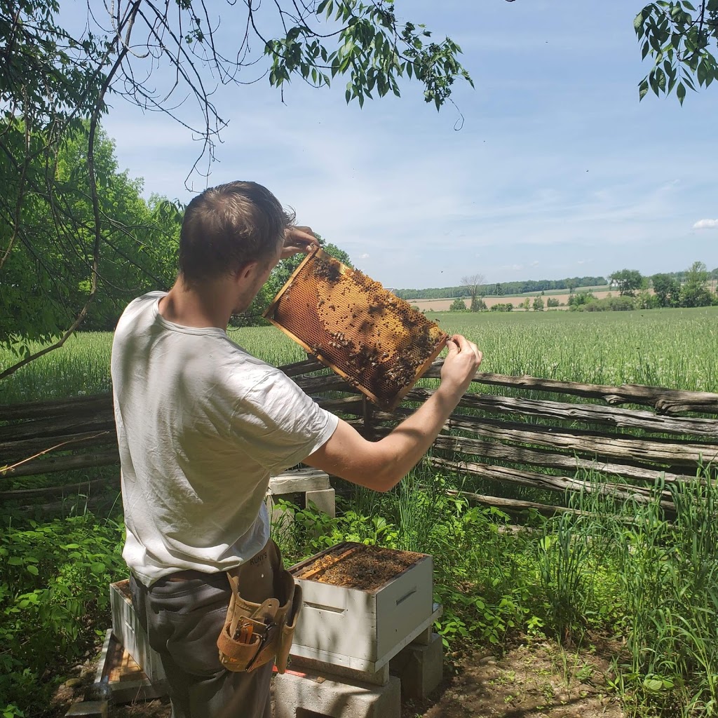 Treefall Bee Yards | 112326 Grey Road 3, Neustadt, ON N0G 2M0, Canada | Phone: (647) 390-2053