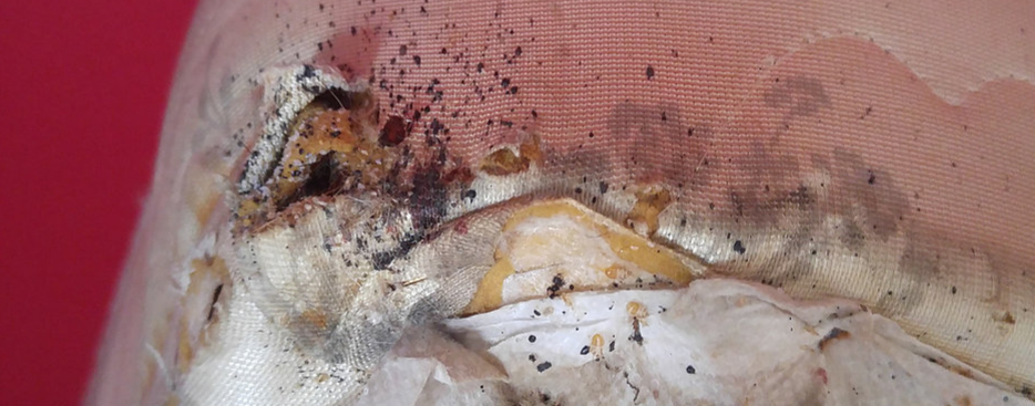 Well Done Pest Control | 857 Millworks Crescent, Mississauga, ON L5V 1C4, Canada | Phone: (647) 716-5589