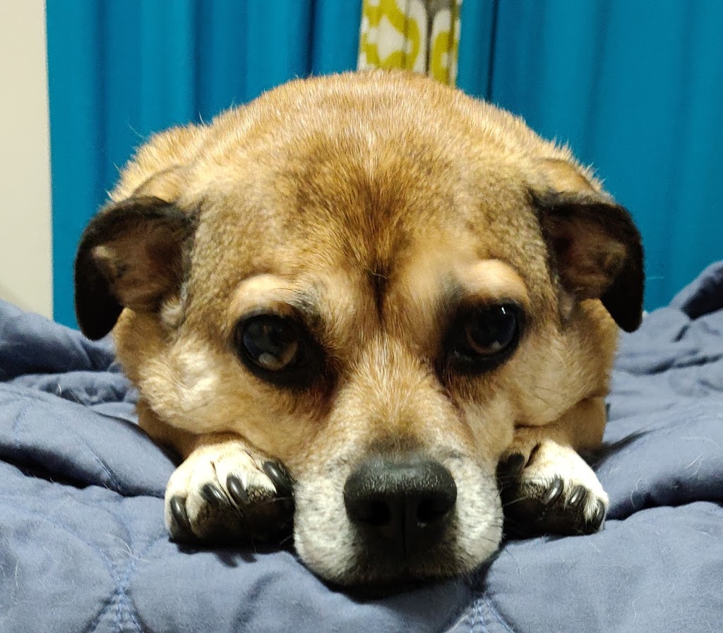 Windsor/Essex County Humane Society | 1375 Provincial Rd, Windsor, ON N8W 5V8, Canada | Phone: (519) 966-5751