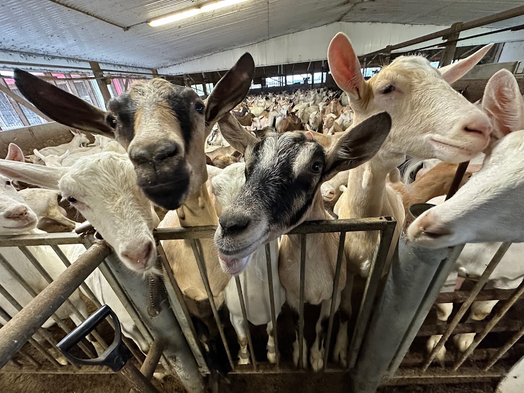 Donkers Family Farm | 9340 Mill Rd, Shedden, ON N0L 2E0, Canada | Phone: (519) 280-3276