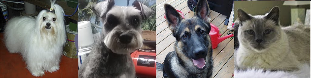 Esthétique Animale | 1338 Bd Raymond, Québec, QC G1B 1X9, Canada | Phone: (418) 802-8471