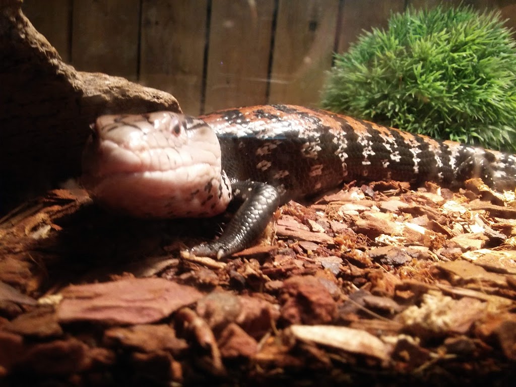 Monsieur Reptile | 165 Boulevard Ste Madeleine suite 6A, Trois-Rivières, QC G8T 3L7, Canada | Phone: (819) 909-6080