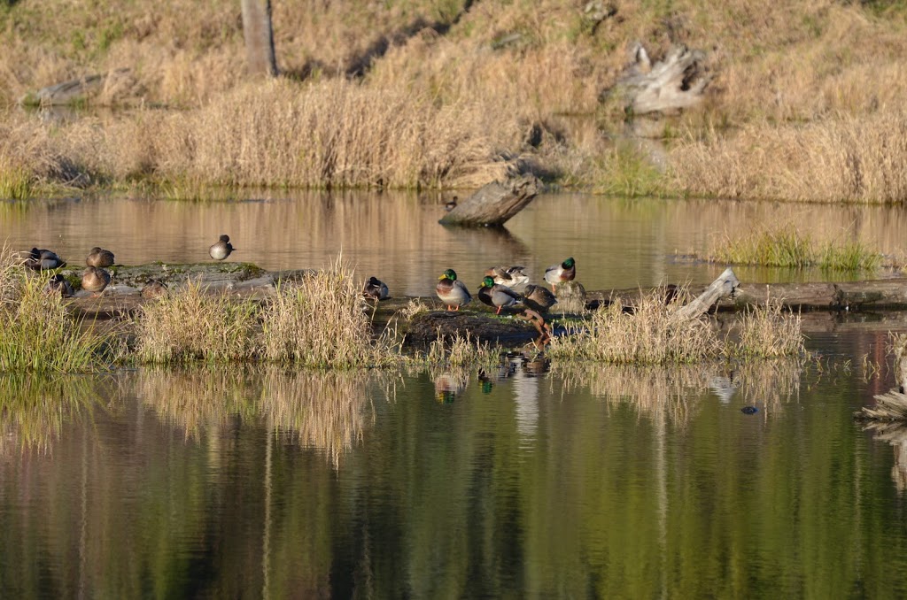 Silverdale Creek Wetlands | 31650 Silverdale Ave, Mission, BC V4S 1J8, Canada