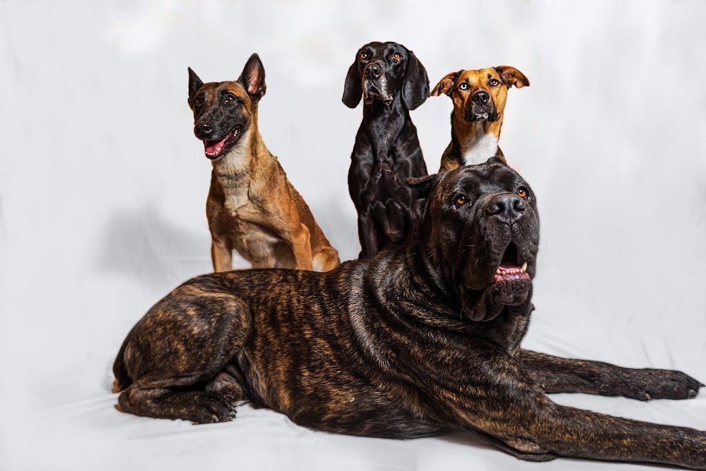 Lone Wolf K9 | 6859 Healey Rd, Caledon, ON L7C 0X2, Canada | Phone: (647) 244-3663