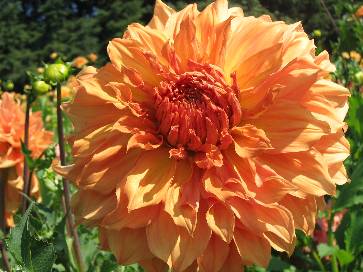 Ferncliff Gardens | 35344 McEwen Avenue, Mission, BC V2V 6R4, Canada | Phone: (604) 826-2447