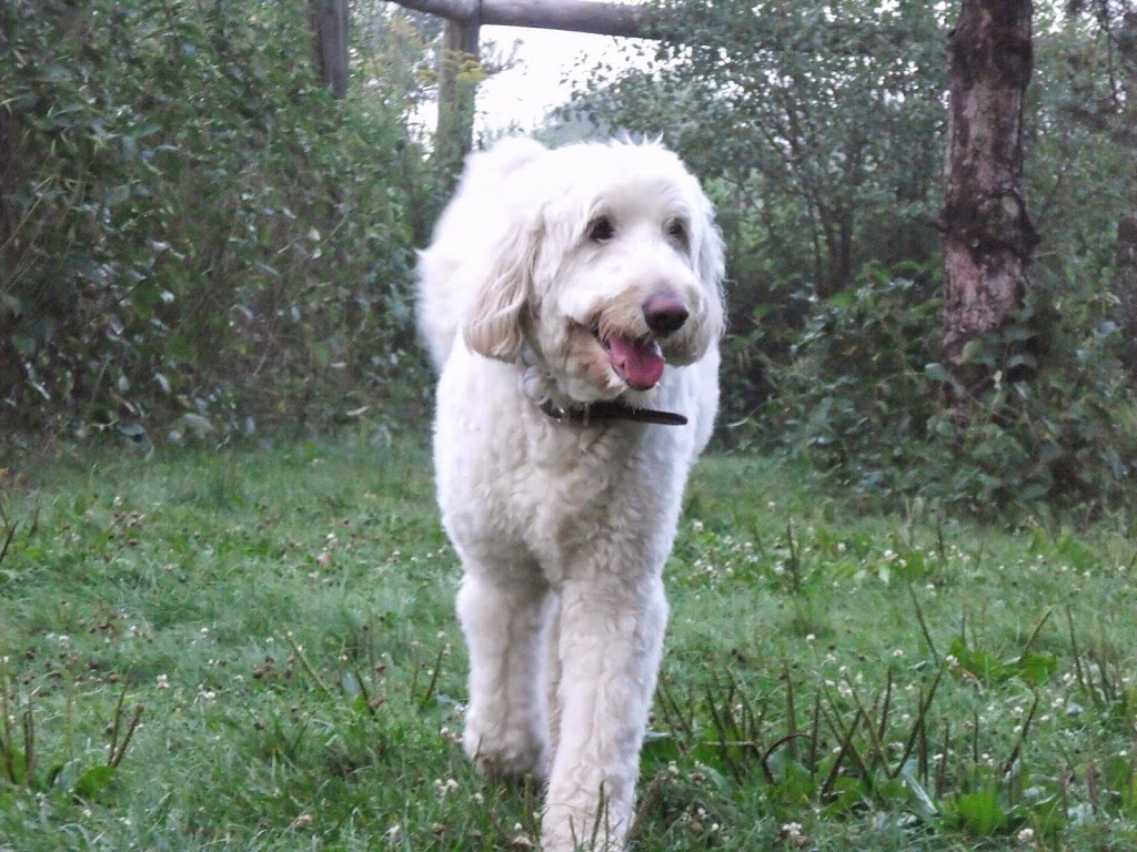 Black Dog Pet Resort | 5506 Bowmanville Ave, Bowmanville, ON L1C 3K2, Canada | Phone: (905) 263-4100