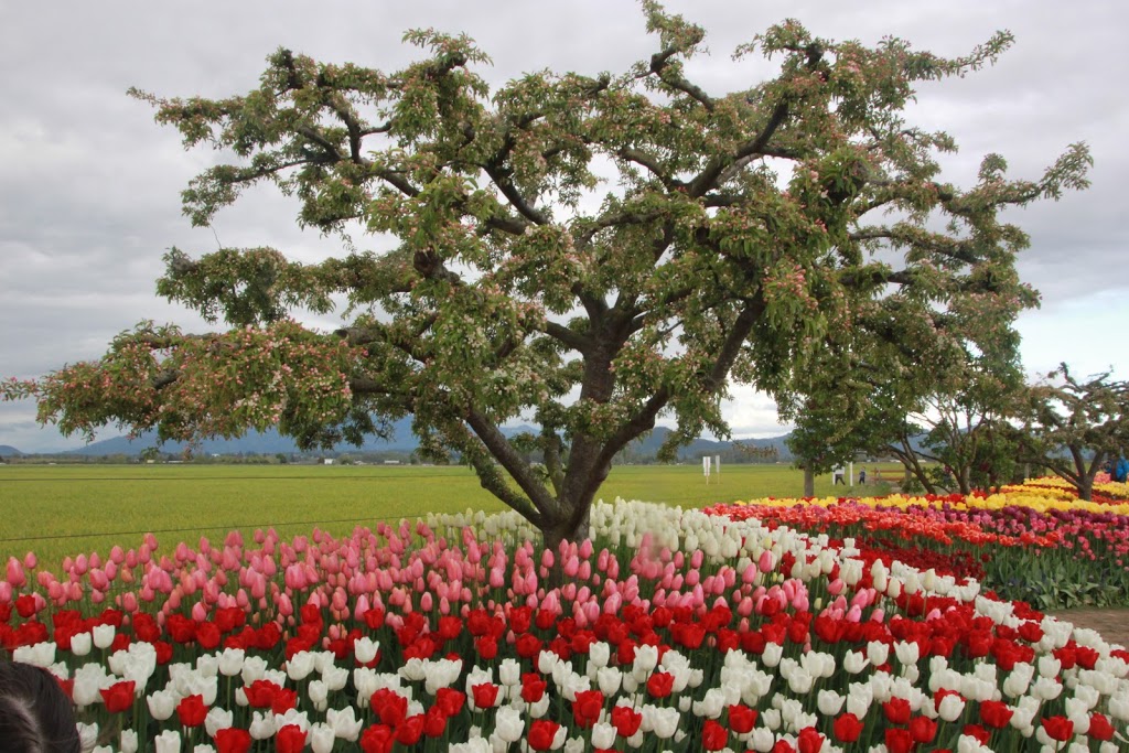 Rooted in Health | 1200 Harris Ave #410, Bellingham, WA 98225, USA | Phone: (360) 203-1877