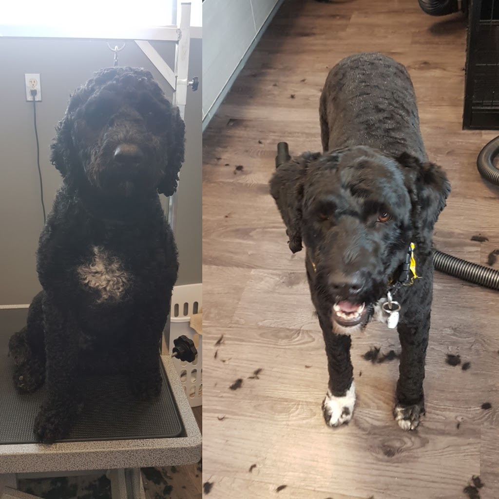 Canine Wellness Dog Grooming Boutique and Spa | 1 Queen St, Cookstown, ON L0L 1L0, Canada | Phone: (647) 766-7833