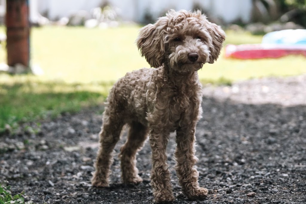 Passion Canine | Rue Gauthier, Val-des-Monts, QC J8N 7T3, Canada | Phone: (438) 521-3344