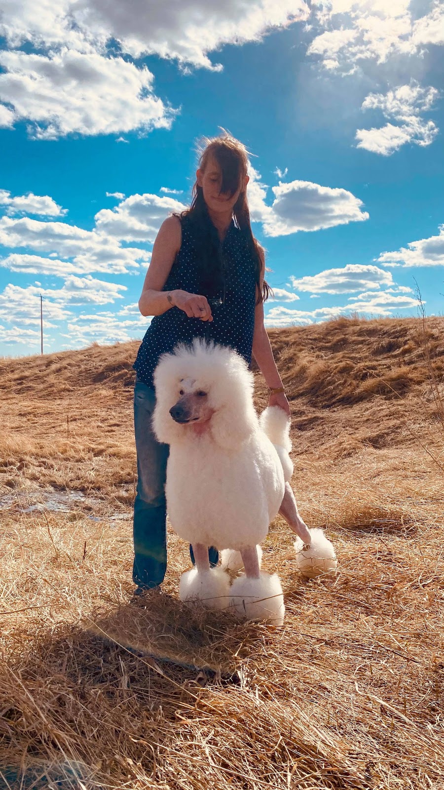 S7 Canine Services | 140 5th Ave SE, Three Hills, AB T0M 2A0, Canada | Phone: (403) 826-1311