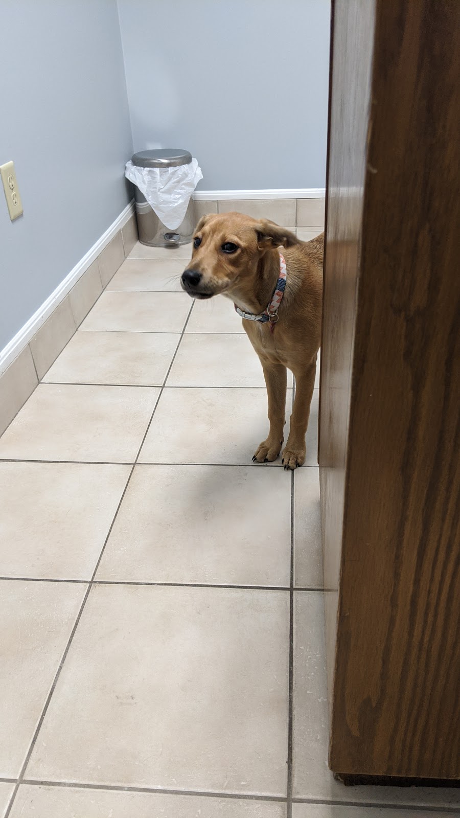 Clark Animal Hospital | 130 Alpine Rd, Kitchener, ON N2E 1A1, Canada | Phone: (519) 745-5647