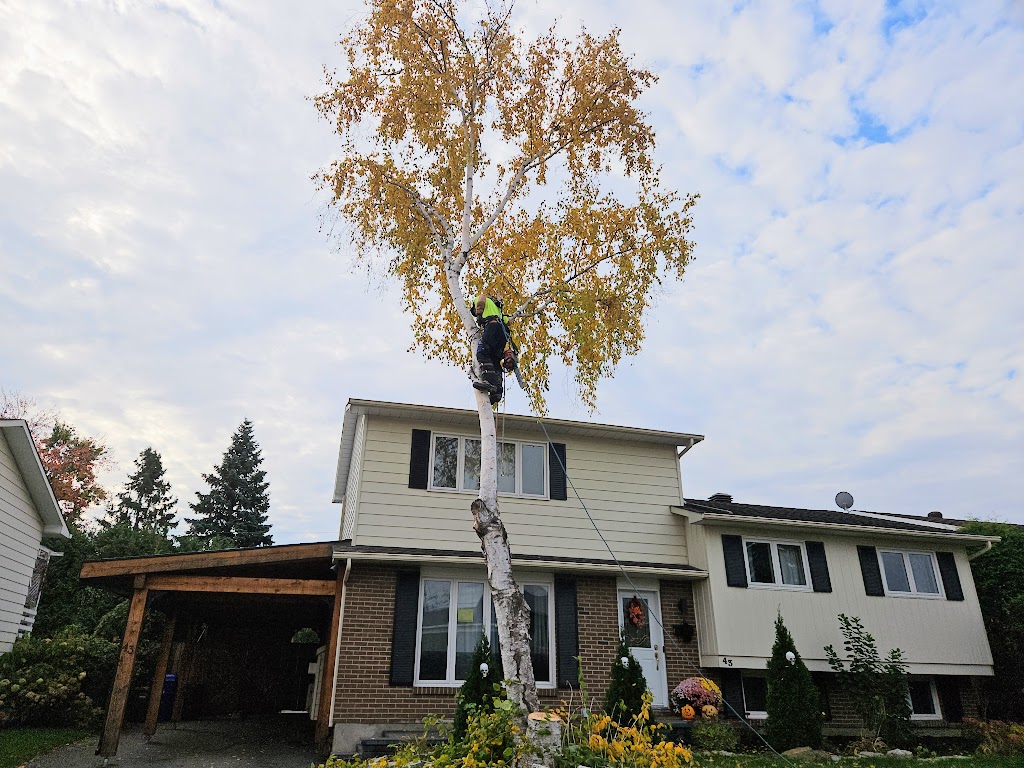 Émondage Everest | 442 Chem. Saint-Antoine, Val-des-Monts, QC J8N 7H9, Canada | Phone: (819) 671-9651