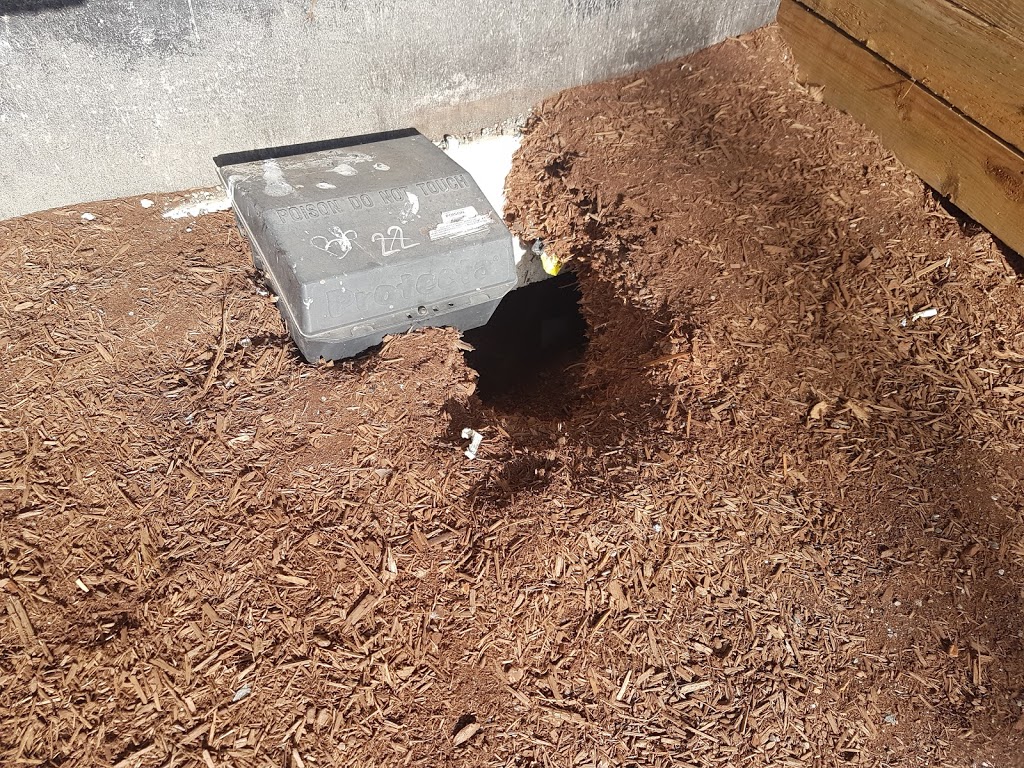 Humane Solutions - Wildlife & Pest Control | 20288 113b Ave #172, Maple Ridge, BC V2X 0Y7, Canada | Phone: (604) 330-5885